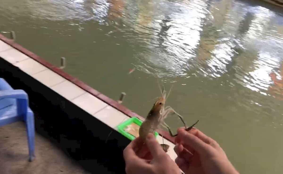 エビ釣り屋さんでエビを釣っているところ