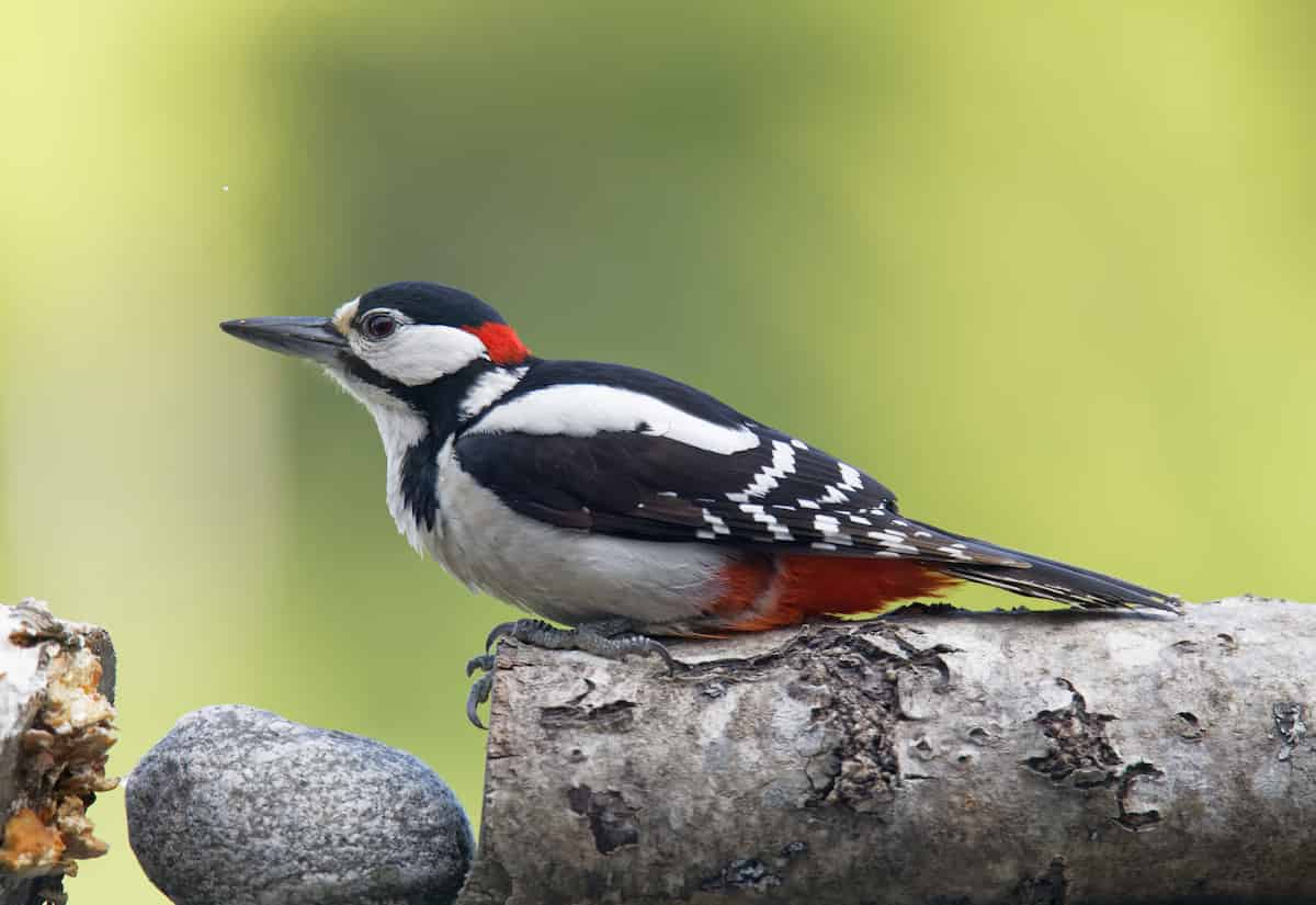 ロリポップ！マネージクラウドの概要